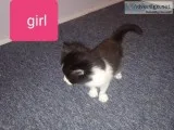 Kittens