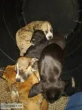 Puppies For Sale
