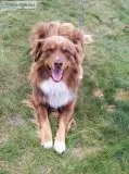 Border Collie Trained and Gentle