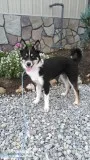 Dakota pomsky male