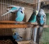 English Budgies Budgie