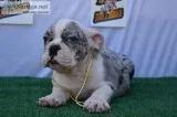 English &quotMARLE MALE&quot Bulldog