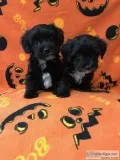 Male Yorkie-Poo Puppies