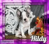 Hildy Female Frenchton