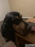 Male bloodhound