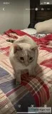 Lilac point Siamese