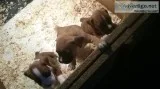 BOXER PUPPIES by AKC Parents