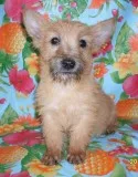 Cairn Terrier Pups