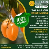 Talala Gir Organic Kesar Mango  Lion Mango  Carbide Free Mangoes