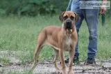 Female Boarboel puppy for sale