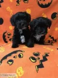 Male Yorkie-Poo Puppies