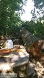 Tree and Logging Service
