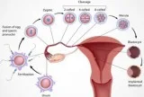 Natural Cycle IVF Treatment in Hyderabad
