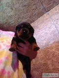 AKC Rottweiler puppiespapers