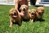 Golden retriever puppies (akc)