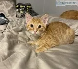Kittens Need A Home