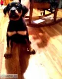 Rottweiler female papers and health records
