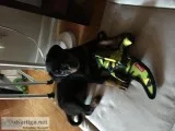 Rottweiler puppy for sale