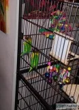 Lovebirds for sale