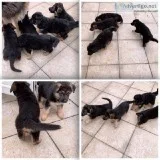 German Shepherd Puppies