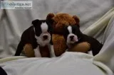 ready Now aKc Reg Boston Terriers
