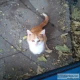 FREE Kittens to good homes