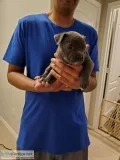 American bullys for sale