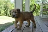 Soft Coated Irish Wheaten Terriers