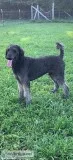 Male Standard Poodle