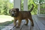 Soft Coated Irish Wheaten Terrier