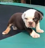 Superb Olde English Bulldogge Puppies