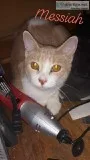 Cat- Egyptian Mau (mix)