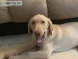 Wonderful Labrador puppy