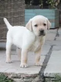 Gorgeous aKc Reg YellowChocolate Labrador Puppies
