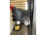 Gorgeous African grey parrots available