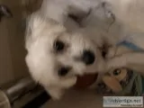Maltese malepuppy 2 yrs