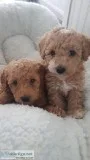 Beautiful Apricot F1 Maltipoo Pups