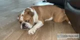 English Bulldog