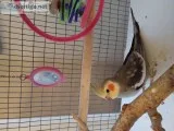 Male and female cockatiels