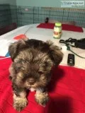 Liver Toy Schnauzer Puppies