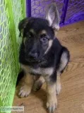 German Shepard Puppies