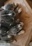 Tri Color Pocket Pits