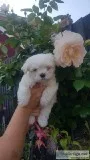 Stunning aKc Reg Teacup Maltese BoyGirl