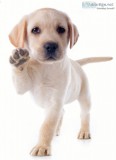 Are you looking for any cleaningdogwalking petsiitingbabysitti n