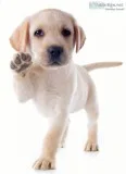 Are you looking for any cleaningdogwalking petsiitingbabysitti n