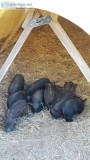 Piglets for sale