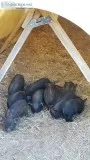 Piglets for sale
