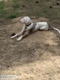 Louisiana Catahoula Leopard dog