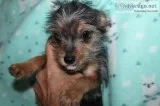 Chorkie male puppies
