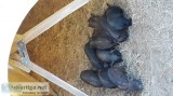 Piglets for sale